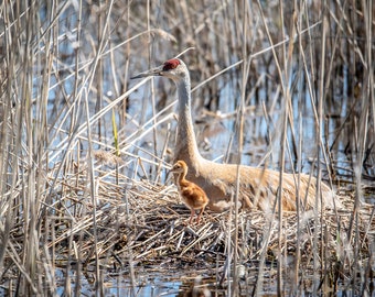 Sandhill Crane Family Wall Art – Nature Photography Print & Canvas