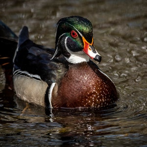 Male Wood Duck