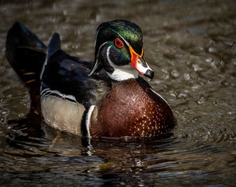 Colorful Wood Duck Wall Art – Nature Print & Canvas