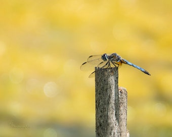 Dragonfly Lookout