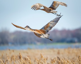 Flight