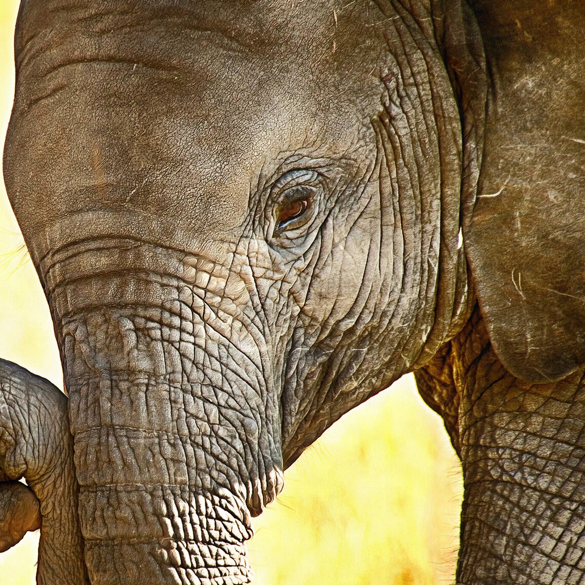 Elephants Wall Art Large Elephant and Little Baby Canvas Wall | Etsy