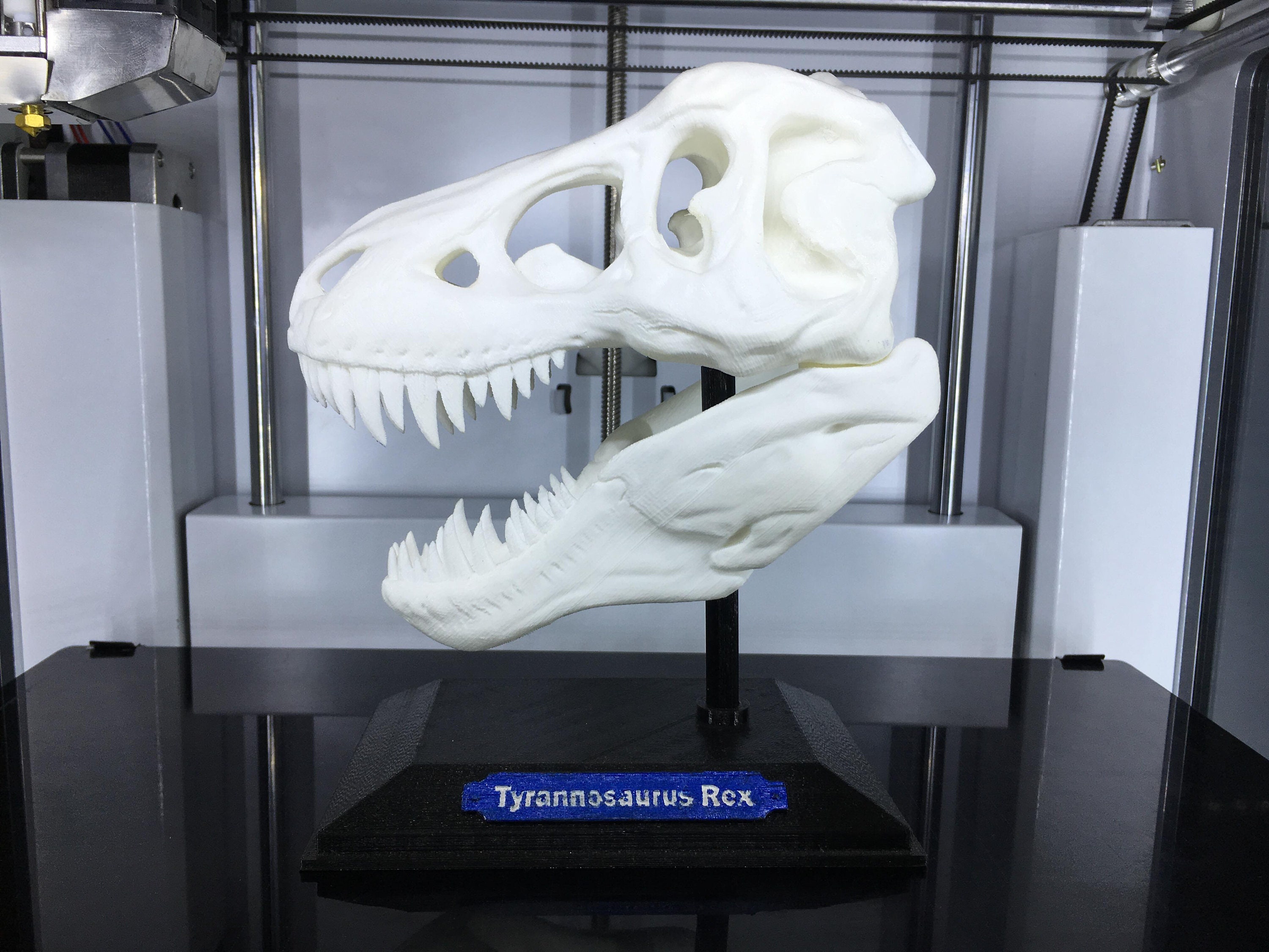 3Dプリント ティラノサウルス T-Rex 頭蓋骨モデル 恐竜 コレクター