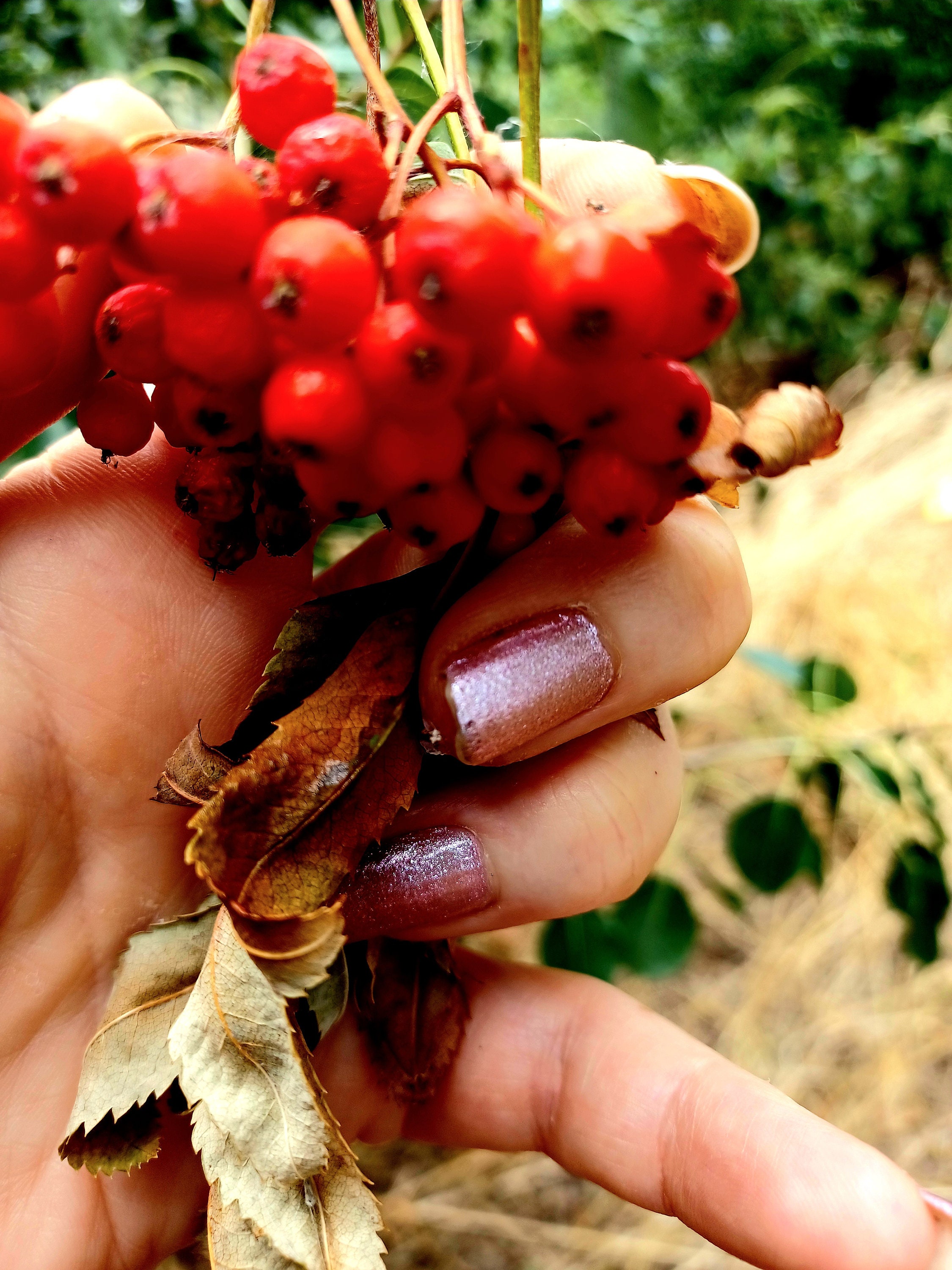 Are Rowan Berries Bad For Dogs