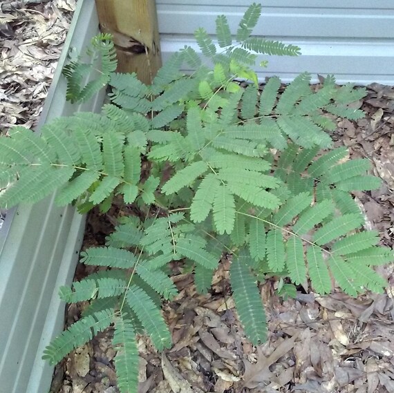 Mimosa Tree Seedling 1 bare root organic 12 ft wild live Etsy