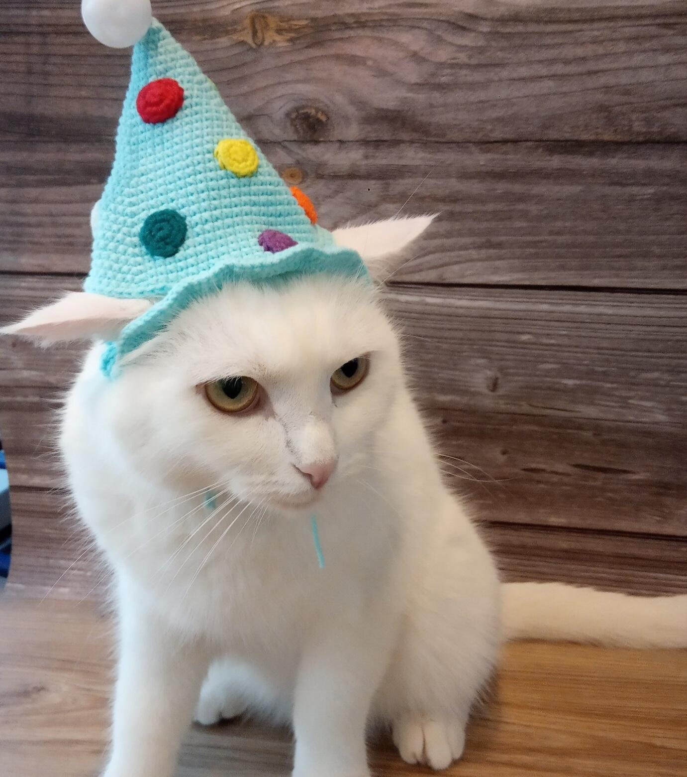 Cat birthday hat Crochet hat kitten Hats for dog Cats wearing Etsy