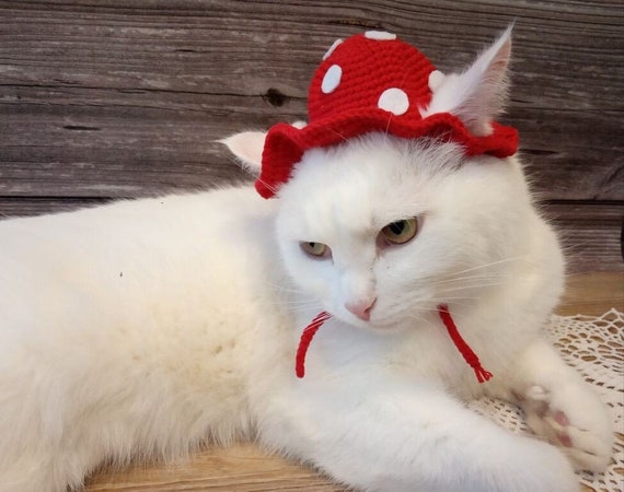Cat in mushroom hat