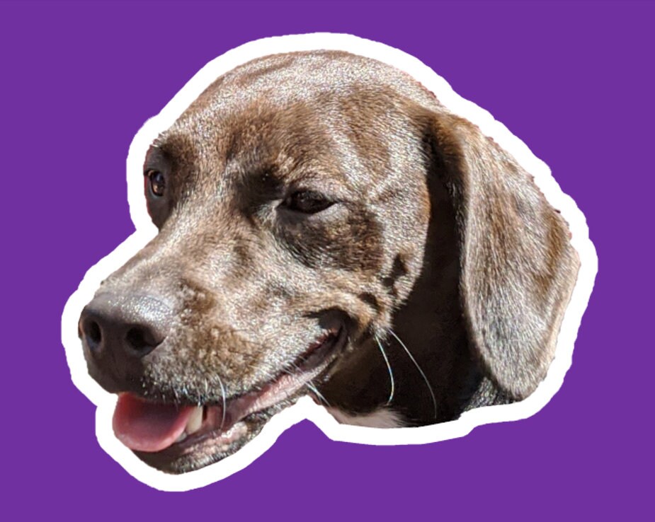 Personalised Vinyl Pet Sticker Waterproof Sticker Custom Pet Etsy