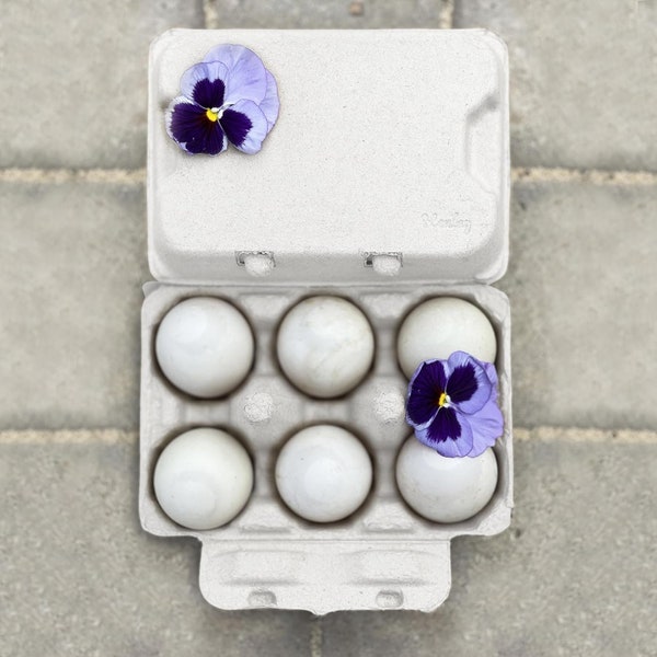 Cartons d'œufs de canard blanc Henlay - Peut contenir une demi-douzaine d'œufs géants - Dessus plat vierge (paquet de 20)