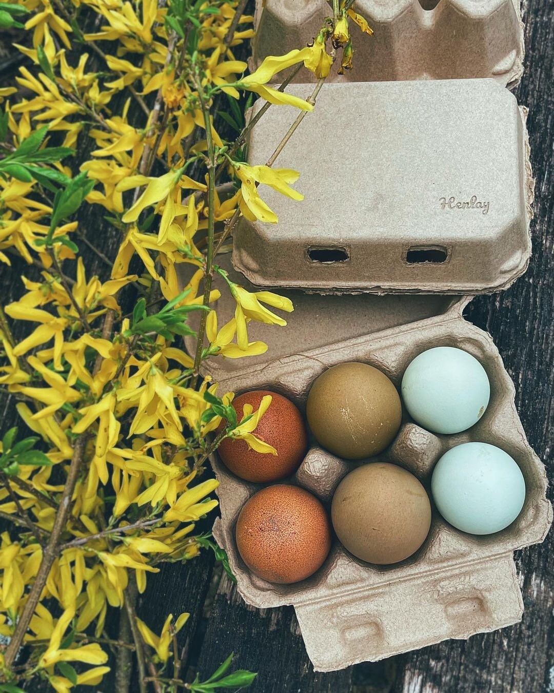 Henlay Vintage Blank Egg Cartons Classic 3x4 Style Holds 12 | INDIA