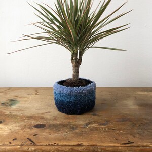 May include: A green plant with red stripes on the leaves in a blue ombre knitted pot on a wooden surface.