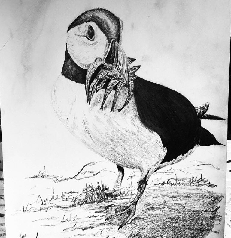 Puffin Pencil Drawing - Etsy