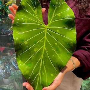 May include: A large, glossy, heart-shaped ceramic leaf sculpture in vibrant shades of green. The surface features a smooth, reflective finish with subtle, lighter green variegated spots and prominent, raised veins radiating from the center stem.