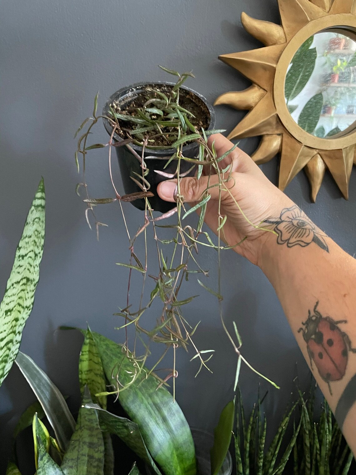 House Plants/Plant cutting/String of Needles/Ceropegia Etsy