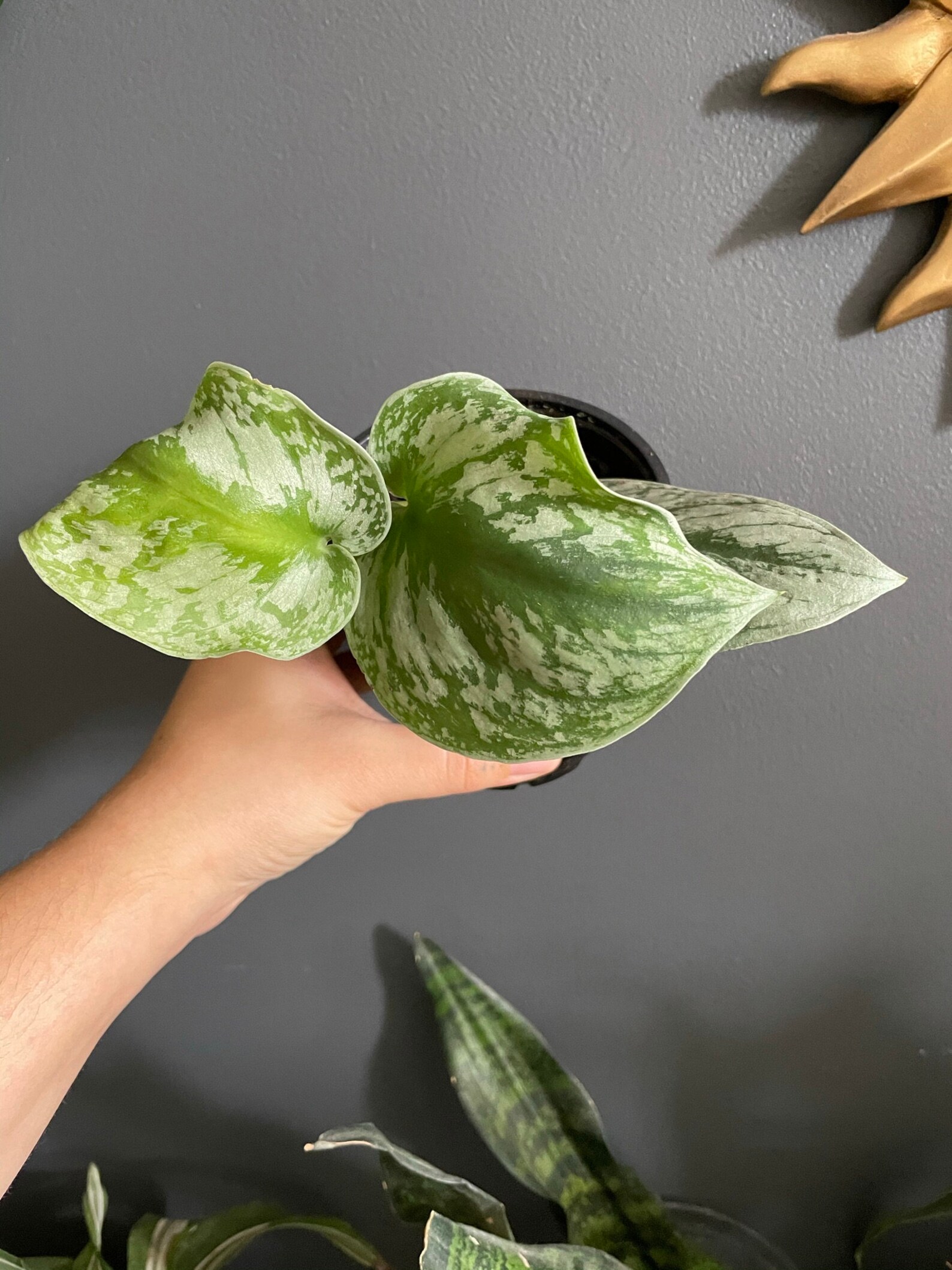 Plant Cutting/House Plant/Silver Satin Pothos/Scindapsus Etsy