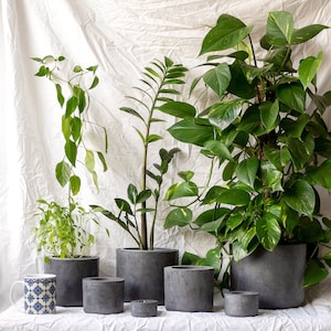 May include: Five potted plants with grey concrete pots. The plants are a variety of green foliage, including a large leafy plant, a smaller leafy plant, and a vine plant. The pots are all different sizes and are arranged in a row on a white surface.