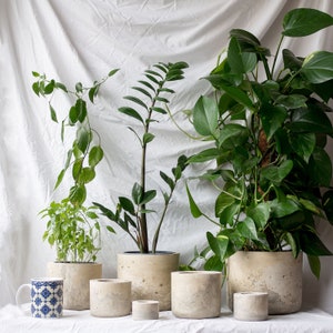 May include: Five potted plants in various sizes with concrete pots. The plants are green and leafy. The pots are a light grey colour with a rough texture.
