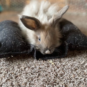 rabbit accessories home