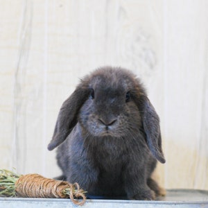 May include: A grey lop-eared rabbit sits on a metal surface with a bundle of dried grass and twine in front of it.