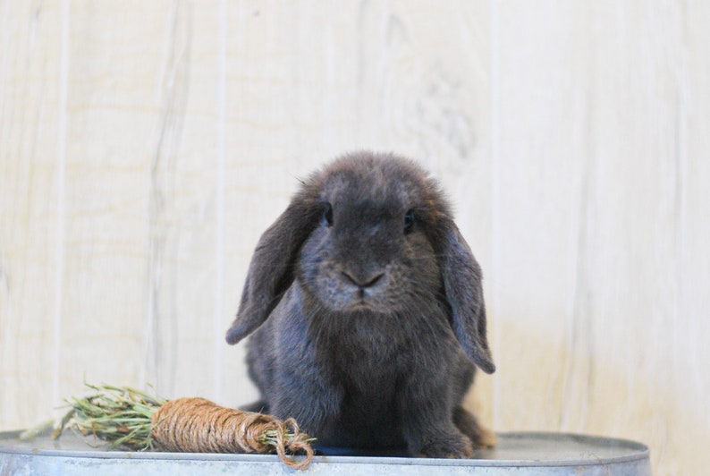May include: A grey lop-eared rabbit sits on a metal surface with a bundle of dried grass and twine in front of it.