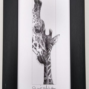 May include: A black and white pencil drawing of a giraffe and her calf. The mother giraffe is looking at her calf, and the calf is looking up at her mother. The drawing is framed in a black frame.