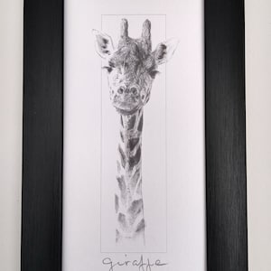 May include: A black and white pencil drawing of a giraffe's head and neck. The drawing is framed in a black frame and the word "giraffe" is written in cursive below the drawing.