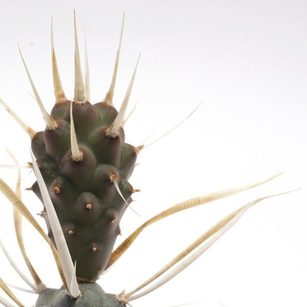 Paper Spine Cactus | 2 inch |  Tephrocactus articulatus var. papyracanthus | Live Cactus Plant | Indoor Plant | House Plant