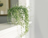 String of Dolphins 2 inch Senecio Peregrinus Live Succulent Hanging Plant Indoor Plant House Plant