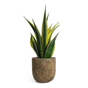 Sansevieria Trifasciata Gold Flame | 6 inch | Snake Plant | Air Purifying Plant NASA Approved