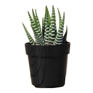 Zebra Plant - 2 Inch Pearly White Striped Rosette Haworthiopsis Attenuata