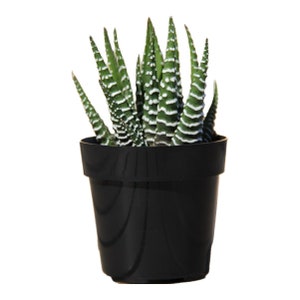 Zebra Plant | 2 inch | Haworthia | Live Succulent Plant | Indoor Plant | House Plant | Drought Tolerant