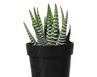 Zebra Plant | 2 inch | Haworthia | Live Succulent Plant | Indoor Plant | House Plant | Drought Tolerant