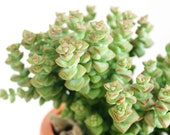 Tom Thumb 2 inch Crassula Live Succulent Plant Indoor Plant House Plant