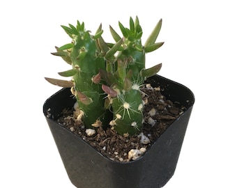 Eve's Needle Cactus | 2 inch | Austrocylindropuntia Subulata | Christmas Tree Cactus | Live Cactus Plant | Succulent | Drought Tolerant