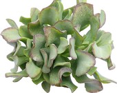 Ripple Jade 2 inch Curly Jade Arborescens Undulatifolia Live Succulent Plant Indoor Plant House Plant