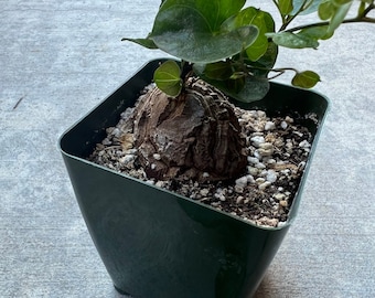 Elephant Foot Plant | 4 inch | Dioscorea Elephantipes | Live House Plant | Indoor Plant