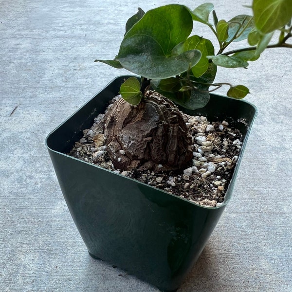 Elephant Foot Plant | 4 inch | Dioscorea Elephantipes | Live House Plant | Indoor Plant