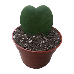Hoya Sweetheart Single Leaf | 4 inch | Hoya Kerrii | Live Succulent Plant | Indoor Plant | House Plant | Valentine&#39;s Day