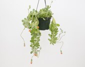 Weeping Jade 2 inch Kleinia Petraea Live Succulent Hanging Plant Indoor Plant House Plant