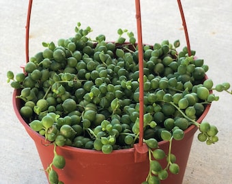 String of Pearls Live Plant - 6 Inch Trailing Succulent Hanging Houseplant