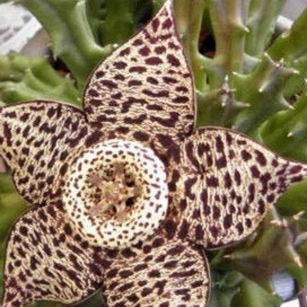 Starfish Flower | 2 inch | Stapelia Lepida | Live Succulent Plant | Indoor Plant | House Plant