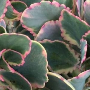 May include: Close-up of Kalanchoe thyrsiflora, also known as paddle plant. The succulent features thick, rounded, green leaves with pink edges. The leaves overlap, creating a textured pattern. The image is well-lit, highlighting the plant's colors and details.
