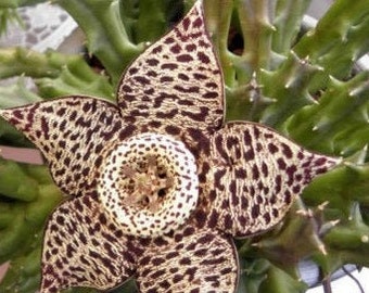 Starfish Flower | 2 inch | Stapelia Lepida | Live Succulent Plant | Indoor Plant | House Plant