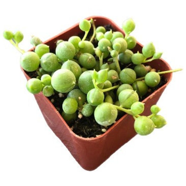 String of Pearls | 2 inch | Rosary Vine | Live Succulent Hanging Plant | Indoor Plant | House Plant