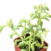 see more listings in the Jade-Trailing Succulents section