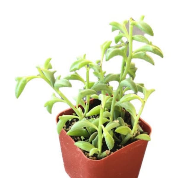 String of Dolphins | 2 inch | Live Succulent Hanging Plant | Indoor Plant | House Plant