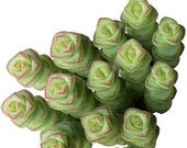 Baby Necklace 2 inch Crassula Marnieriana Live Succulent Plant Indoor Plant House Plant