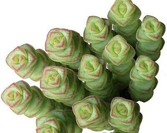 Baby Necklace | 2 inch | Worm Plant | Crassula marnieriana | Live Succulent Plant | Indoor Plant | House Plant | Drought Tolerant