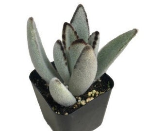 Panda Plant | 2 inch | Kalanchoe Tomentosa | Live Succulent Plant | Indoor Plant | House Plant | Drought Tolerant