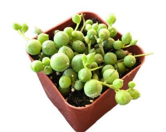 String of Pearls | 2 inch | Rosary Vine | Live Succulent Hanging Plant | Indoor Plant | House Plant